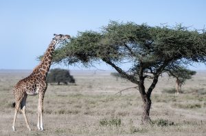 giraffe