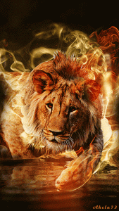 lion gif