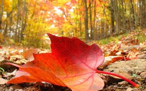 fallen leaves