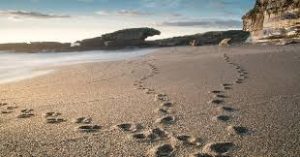 footprints
